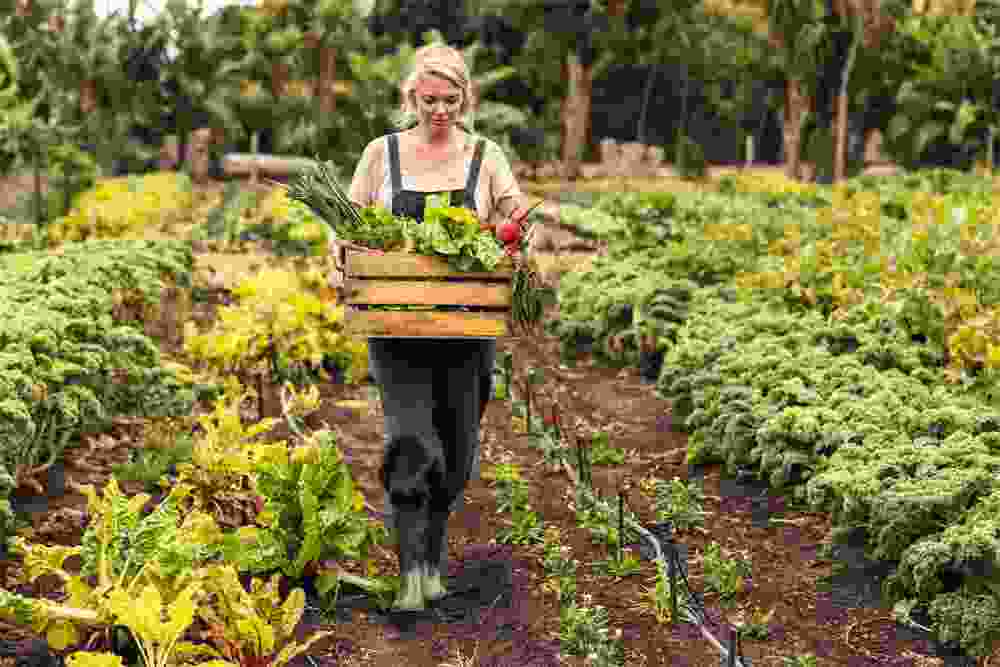 Ullate Frutas y Verduras