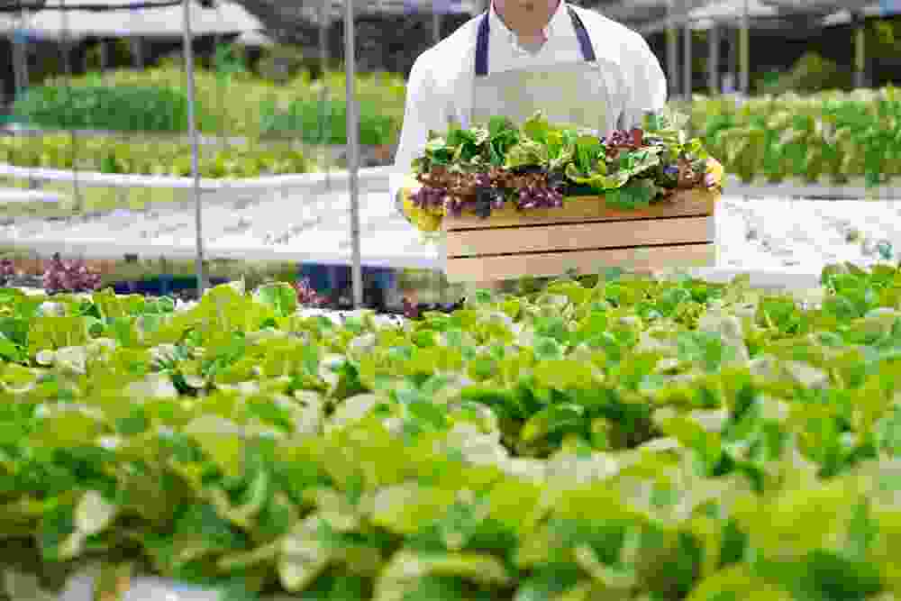 Ullate Frutas y Verduras